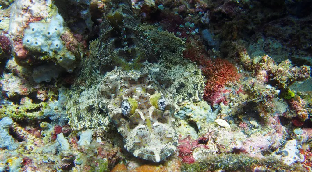 Scuba Diving Indonesia | Explorer Ventures Fleet® raja ampat indonesia diving
