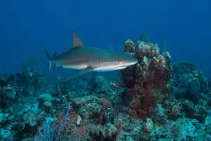 shark underwater diving