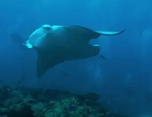 A Brand NEW Liveaboard for 2019: Emperor Explorer | Explorer Ventures Fleet® Manta Ray / New Emperor Explorer / Guest Photo: Fernando Garcia-Herreros