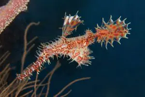 "Maldives Liveaboard Itineraries" "Maldives Liveaboard Diving"