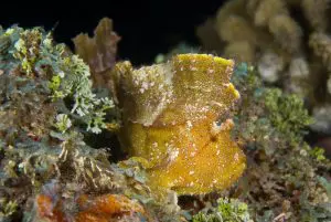 "Maldives Liveaboard Itineraries" "Maldives Liveaboard Diving"