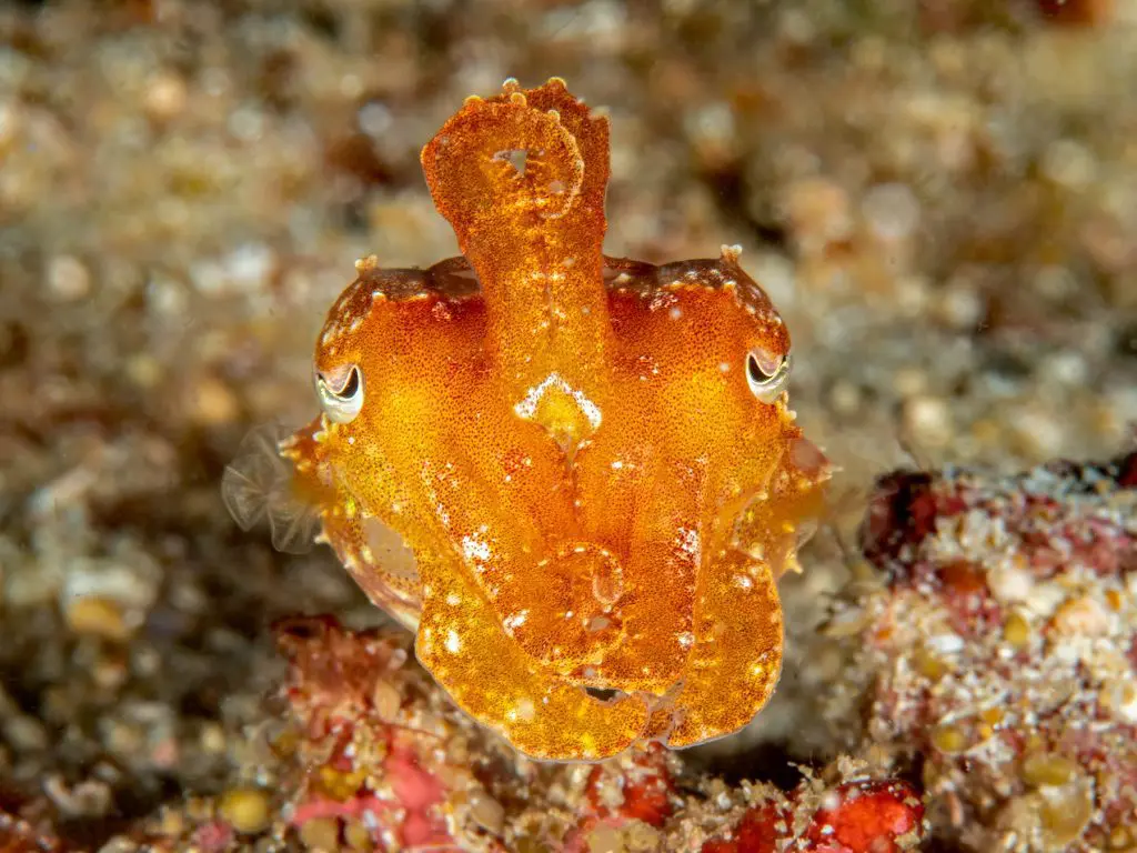 Raja Ampat, Misool & Triton Bay Itineraries | Explorer Ventures Fleet® red sea diving liveaboard holidays