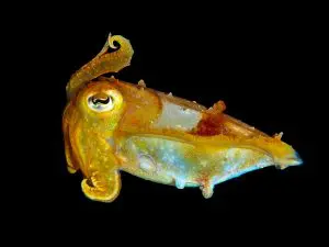 P5051887 CuttlefishHartKerbel | Explorer Ventures Fleet® Liveaboard Diving