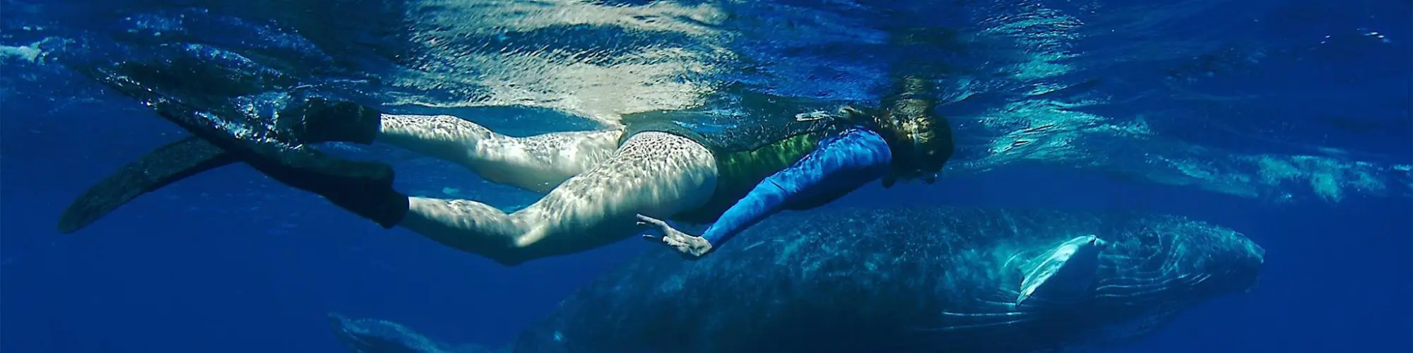 snorkeling with humoback whales on silver bank.
