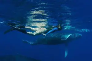 snorkeling with humoback whales on silver bank.