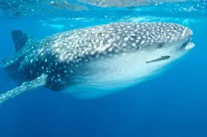 Whaleshark Eye Humboldt Explorer Galapagos Explorer Ventures Liveaboard Diving | Explorer Ventures Fleet® Liveaboard Diving