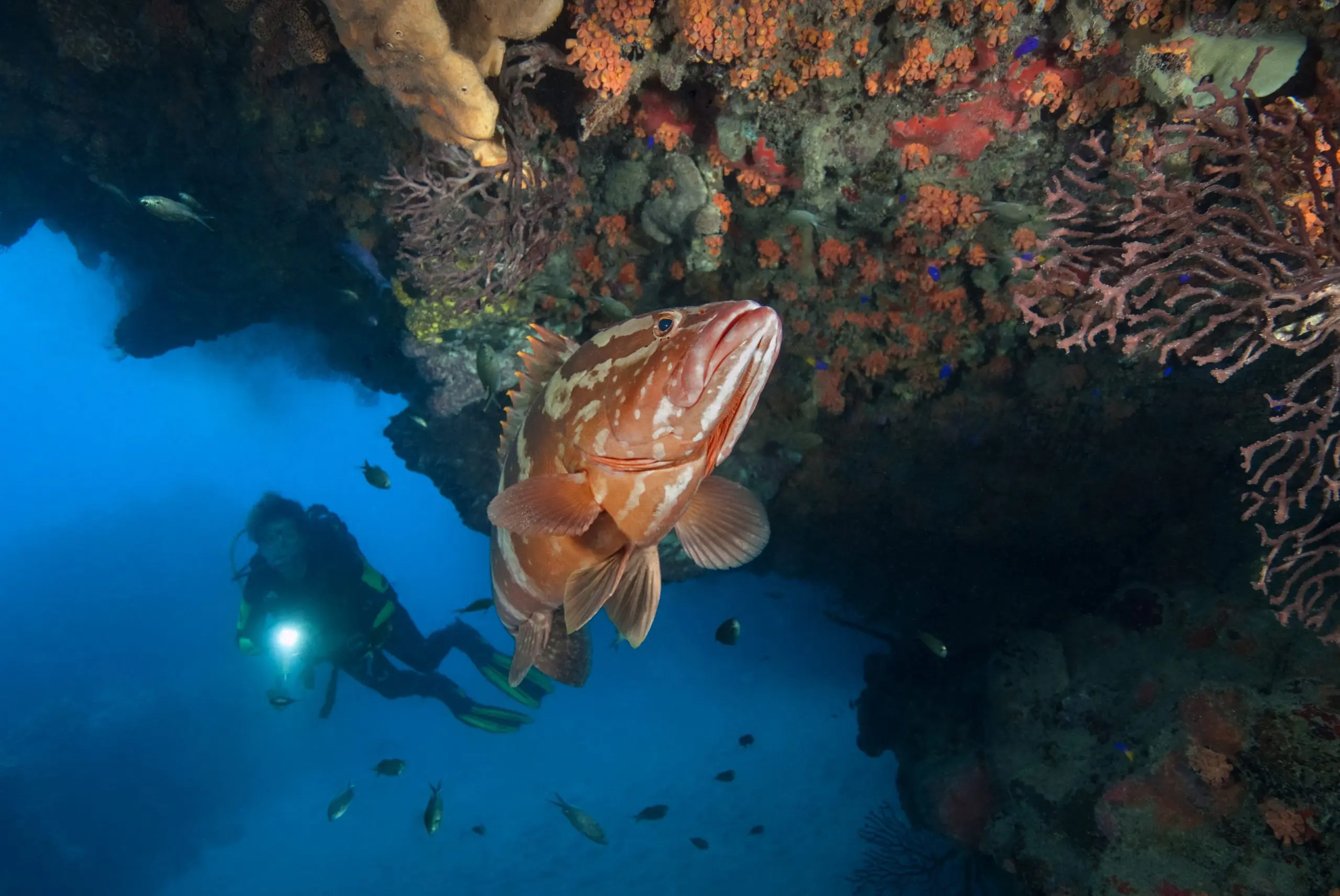 Scuba Diving Saba, the Caribbean island you’ve never heard of. | Explorer Ventures Fleet® UW Saba 29 1 scaled | Explorer Ventures Fleet® Liveaboard Diving