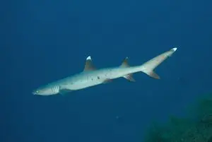 "Maldives Liveaboard Itineraries" "Maldives Liveaboard Diving"