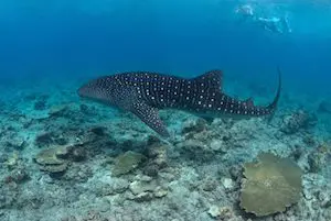 "Maldives Liveaboard Itineraries" "Maldives Liveaboard Diving"