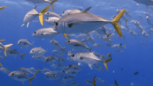 Jacks, TCI | Explorer Ventures