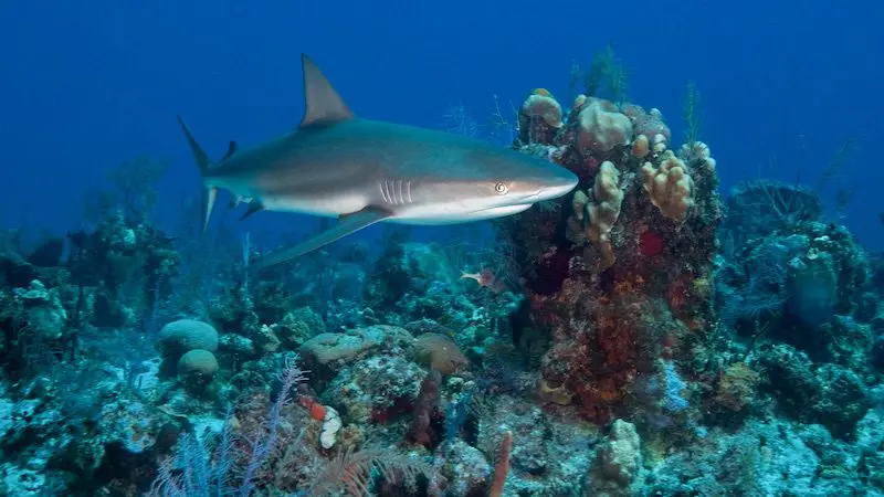 Turks & Caicos Explorer II underwater shark