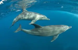 red sea diving holidays