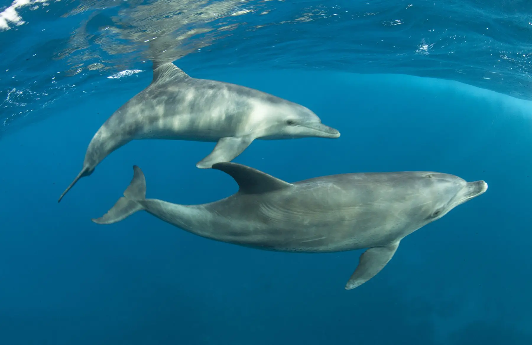 red sea diving holidays
