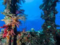 Famous Wrecks of the Northern Red Sea | Explorer Ventures Fleet® red sea diving - famous wreck of the carnatic.