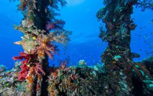 UW_Carnatic Wreck | Explorer Ventures