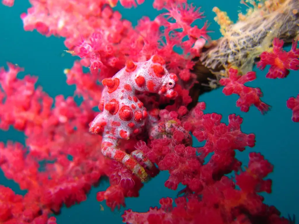 Ambon, Banda Sea, Halmahera and North Sulawesi Itineraries | Explorer Ventures Fleet® best diving in indonesia