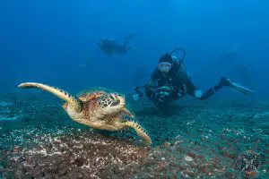 best diving in the caribbean islands scuba destinations