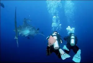 Finding Love on A Liveaboard. Photo by Jose