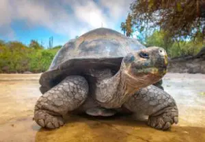 Turtle lying on the shore of the Galapagos