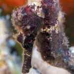 Liveaboard Diving During Covid: Behind the Scenes | Explorer Ventures Fleet® Underwater photos by George Cathcart