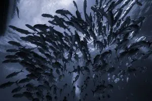 Divided Cyanotype George Cathcart