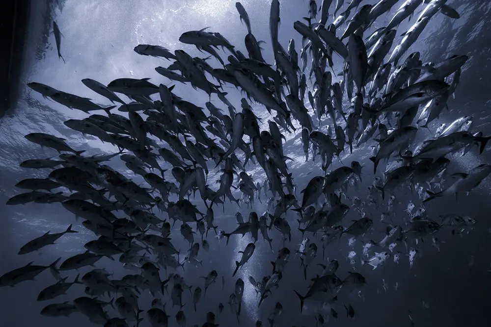 Liveaboard Diving During Covid: Behind the Scenes | Explorer Ventures Fleet® Divided Cyanotype George Cathcart