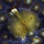 Liveaboard Diving During Covid: Behind the Scenes | Explorer Ventures Fleet® geometric | Explorer Ventures Fleet® Liveaboard Diving