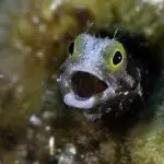 Liveaboard Diving During Covid: Behind the Scenes | Explorer Ventures Fleet® happy to see you | Explorer Ventures Fleet® Liveaboard Diving