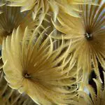 Liveaboard Diving During Covid: Behind the Scenes | Explorer Ventures Fleet® orange duster | Explorer Ventures Fleet® Liveaboard Diving