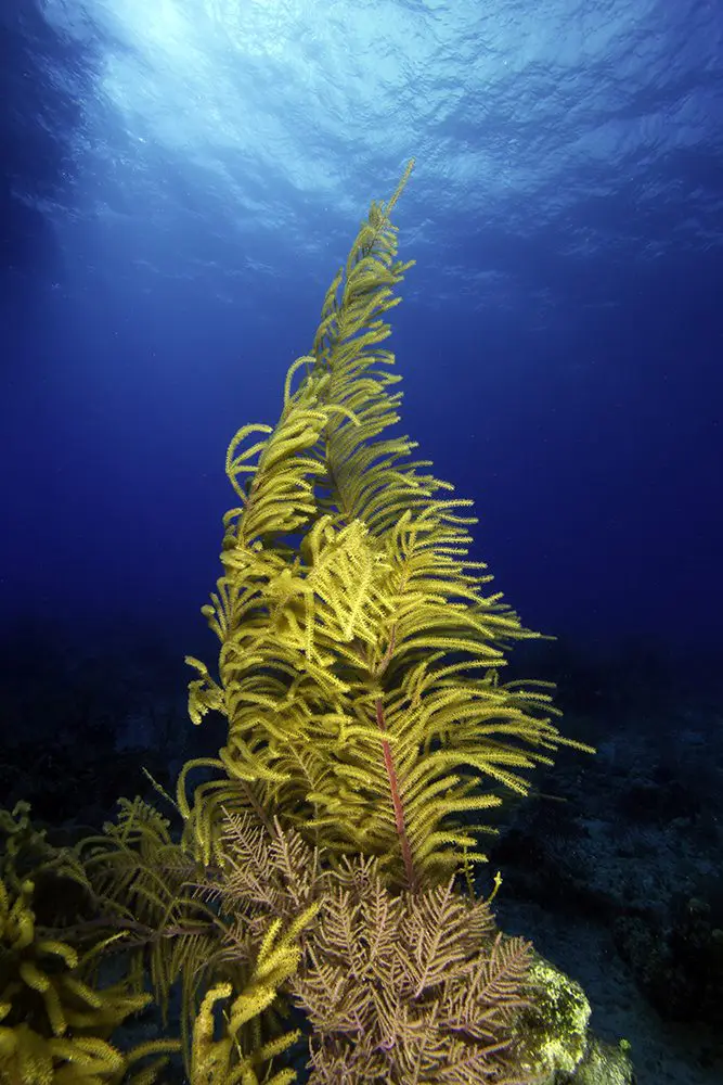 Liveaboard Diving During Covid: Behind the Scenes | Explorer Ventures Fleet® Reaching for the sky, George Cathcart