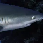 Liveaboard Diving During Covid: Behind the Scenes | Explorer Ventures Fleet® shark profile | Explorer Ventures Fleet® Liveaboard Diving