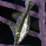 Liveaboard Diving During Covid: Behind the Scenes | Explorer Ventures Fleet® slender filefish | Explorer Ventures Fleet® Liveaboard Diving