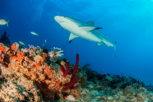 Caribbean Turks Caicos Diving | Turks Caicos Explorer II