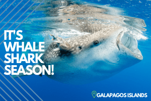 Whale Shark Season | Explorer Ventures Fleet® Liveaboard Diving