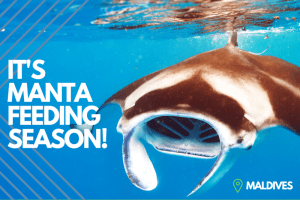 EV NL Manta Feeding Season e1629840390574 | Explorer Ventures Fleet® Liveaboard Diving