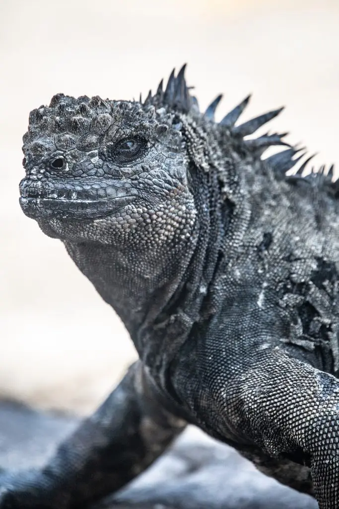 Tiburon Explorer Review: What They're Saying | Explorer Ventures Fleet® Galapagos Iguana | Explorer Ventures Fleet