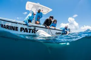Pregnant Tiger Sharks on the Saba Bank | Explorer Ventures Fleet® Saba Bank 1 2021 | Explorer Ventures Fleet® Liveaboard Diving