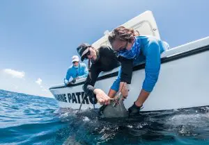 Pregnant Tiger Sharks on the Saba Bank | Explorer Ventures Fleet® Saba Bank 2 2021 | Explorer Ventures Fleet® Liveaboard Diving