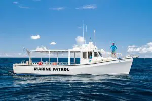 Pregnant Tiger Sharks on the Saba Bank | Explorer Ventures Fleet® Saba Bank 2021 | Explorer Ventures Fleet® Liveaboard Diving