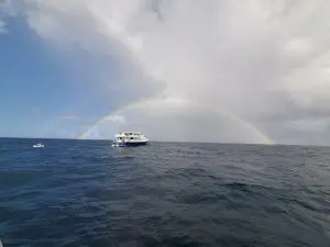 Pregnant Tiger Sharks on the Saba Bank | Explorer Ventures Fleet® Saba Bank 3 2021 | Explorer Ventures Fleet® Liveaboard Diving