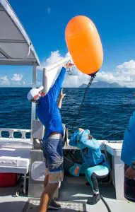 Pregnant Tiger Sharks on the Saba Bank | Explorer Ventures Fleet® Saba Bank Ball throw 2021 | Explorer Ventures Fleet® Liveaboard Diving