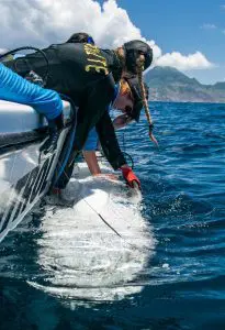 Pregnant Tiger Sharks on the Saba Bank | Explorer Ventures Fleet® Saba Bank Sharks 2021 | Explorer Ventures Fleet® Liveaboard Diving