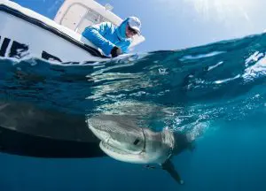 DCNA Shark Tagging on the Saba Bank | Caribbean Explorer II