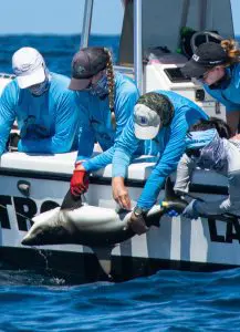 Pregnant Tiger Sharks on the Saba Bank | Explorer Ventures Fleet® Tiger Shark Tagging 2 Saba Bank 2021 | Explorer Ventures Fleet® Liveaboard Diving