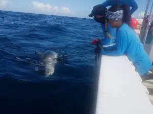 Pregnant Tiger Sharks on the Saba Bank | Explorer Ventures Fleet® Tiger Shark Tagging Saba Bank 2021 | Explorer Ventures Fleet® Liveaboard Diving
