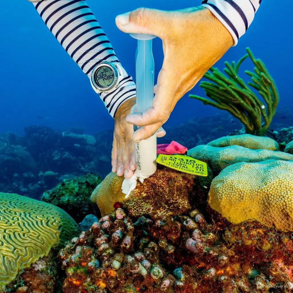 Dive Green: Our Commitment to Conservation | Explorer Ventures Fleet® RumPowered Research | Patricia Guardiola