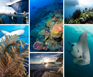 Photo Grid of Caribbean and Galapagos