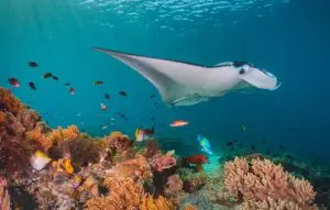 Indonesia liveaboard