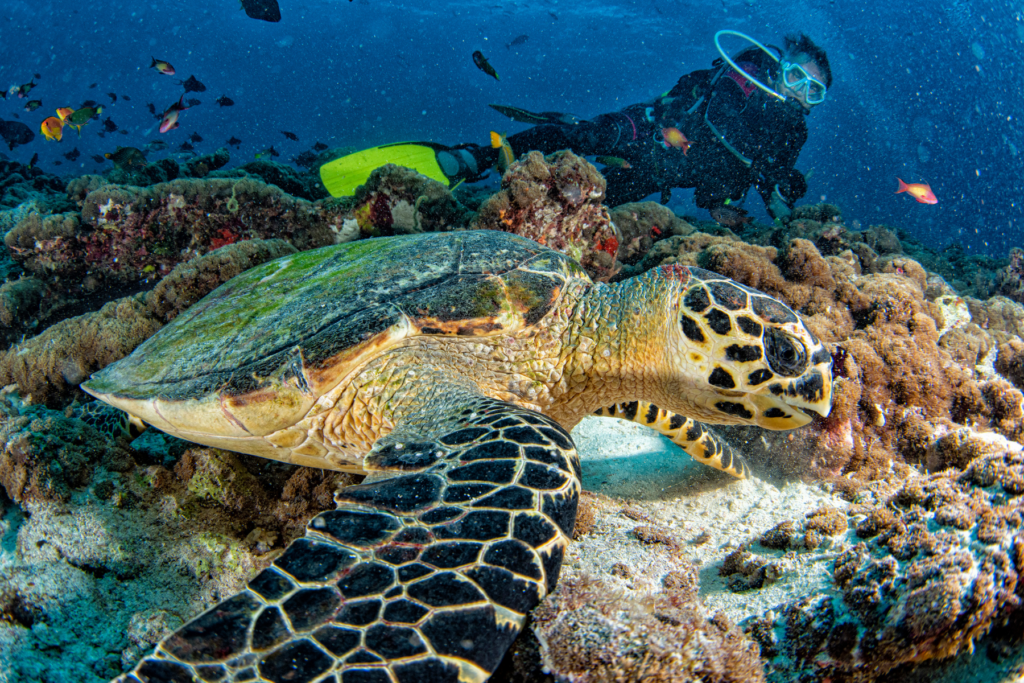 Your Guide to the Maldives Best Dive Sites: A Deep Dive into Channels, Walls, and Pinnacles | Explorer Ventures Fleet® Maldives Scuba Diving | Explorer Ventures Fleet® Liveaboard Diving