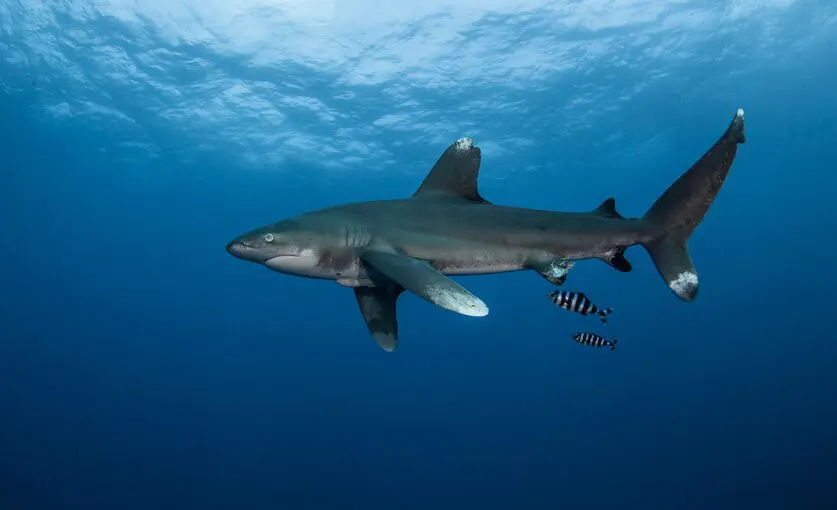 Red Sea Liveaboard Diving Oceanic White Tip Shark